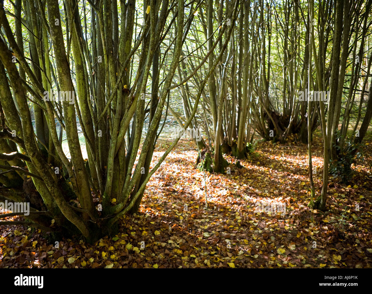 overstood Lime coppice Stock Photo
