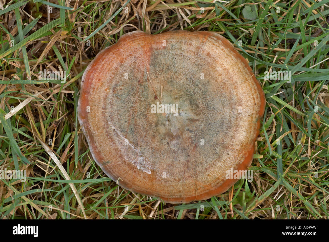 False Saffron Milkcap High Resolution Stock Photography and Images - Alamy