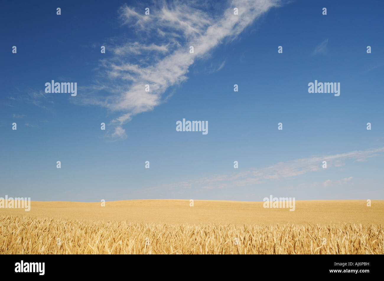 Wheat field Southern Saskatchewan Canada Stock Photo Alamy