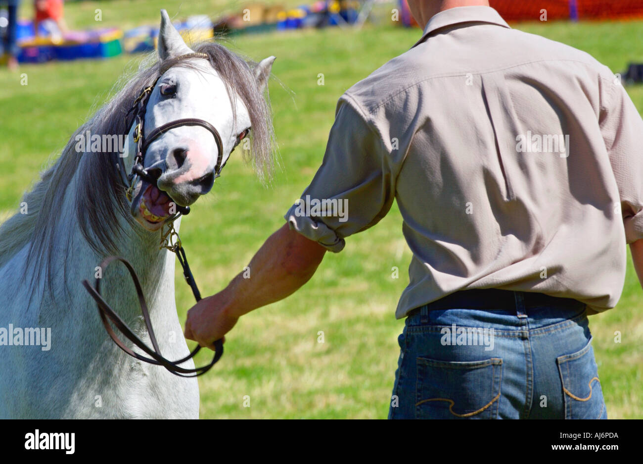 Horse show competition at Llanfihangel Talyllyn Agricultural Show near