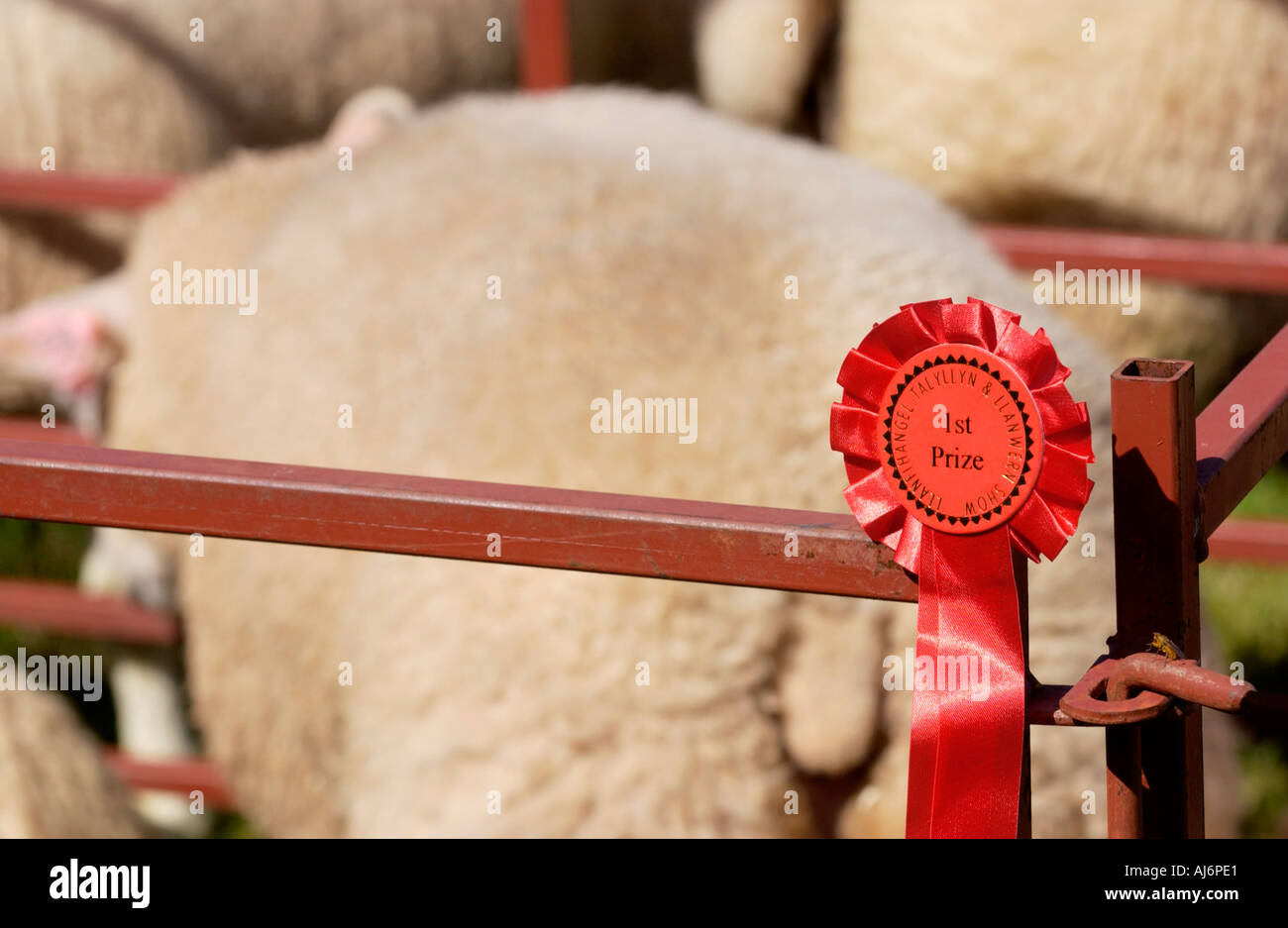 First prize winning sheep at Llanfihangel Talyllyn local agricultural show near Brecon Powys Wales UK Stock Photo