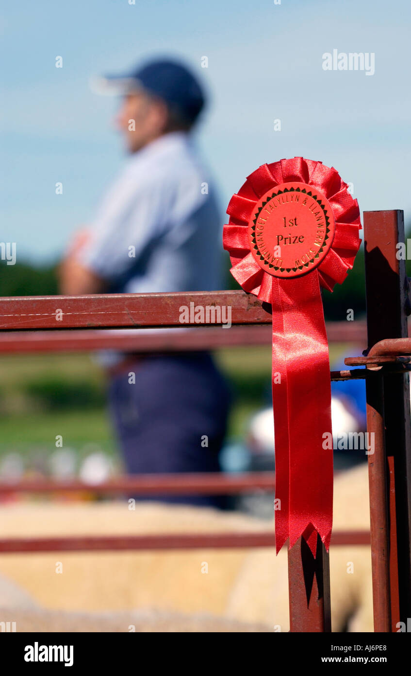 First prize winning sheep at Llanfihangel Talyllyn local agricultural