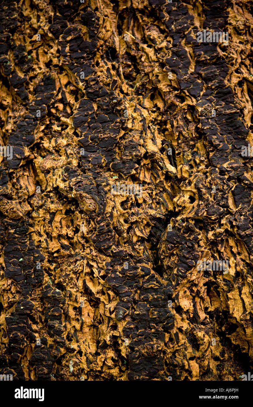mature Coast Douglas-fir bark Stock Photo
