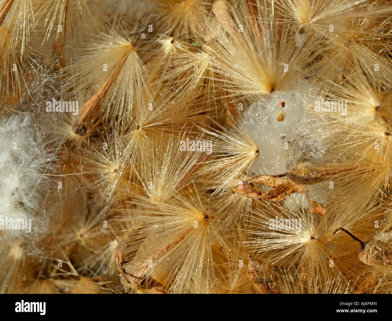 Dust pollen hires stock photography and images Alamy