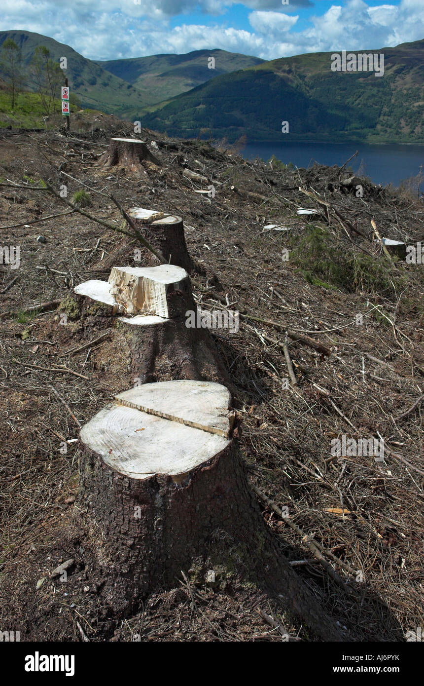 Tree stumps in a harvested pine forest in Scotland Stock Photo