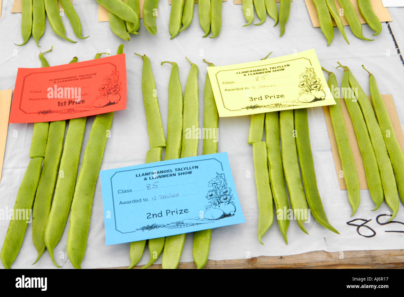 Prize winning vegetables runner beans at Llanfihangel Talyllyn