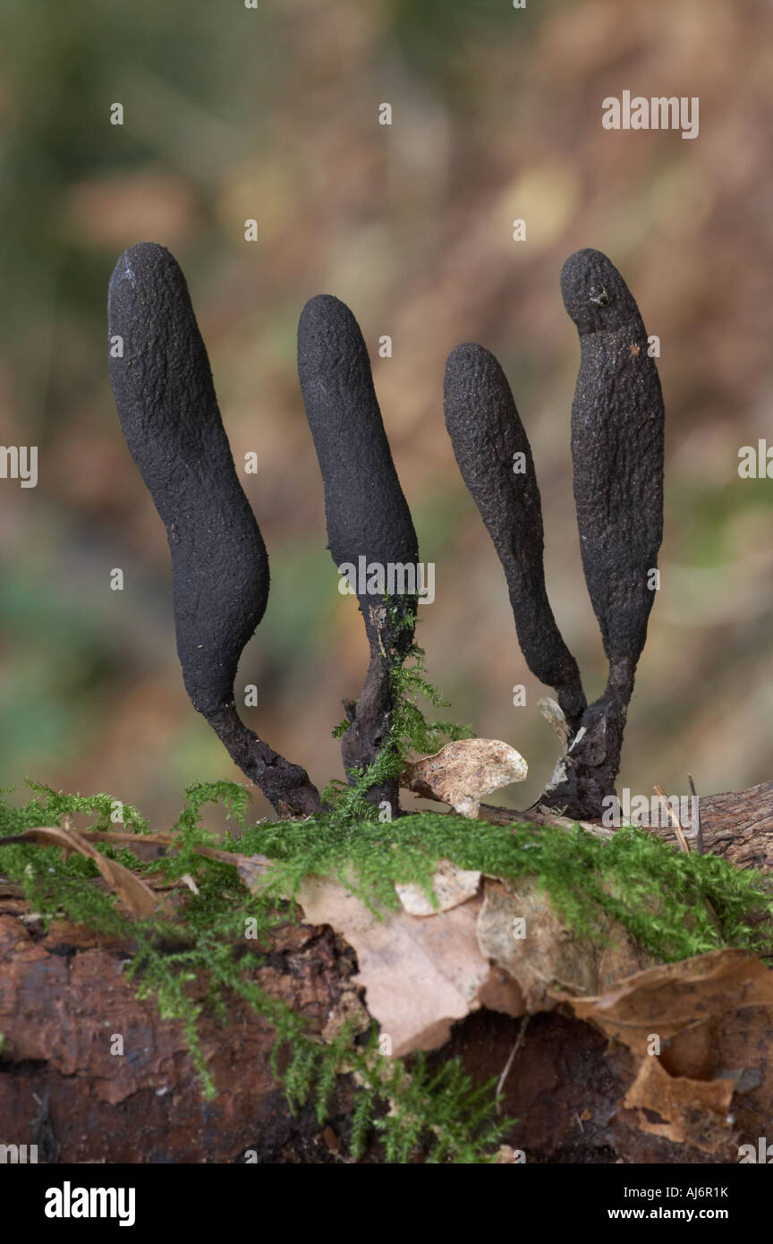Dead Moll's Fingers - Xylaria longipes Stock Photo