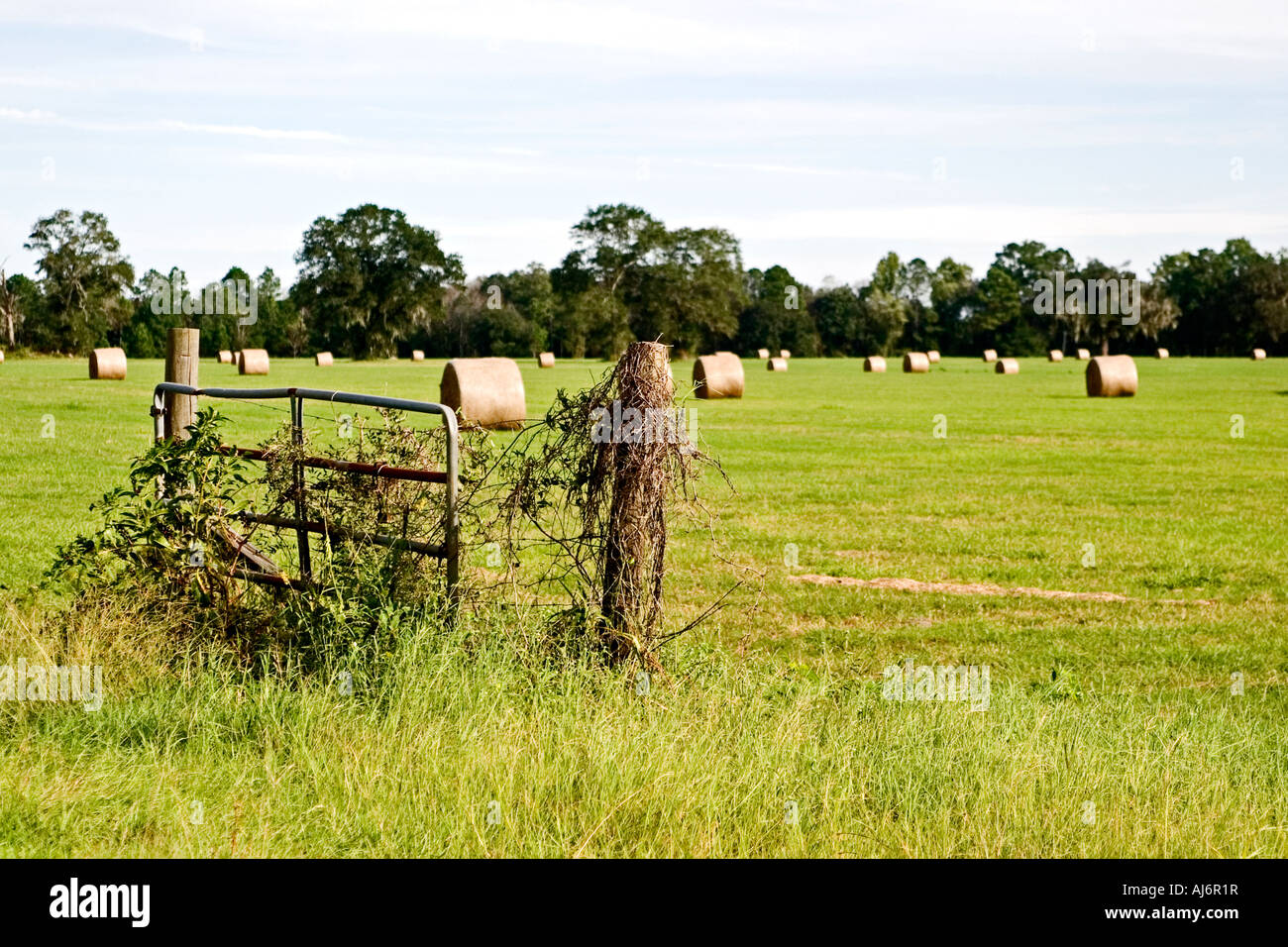Vines growing old fence hi-res stock photography and images - Alamy