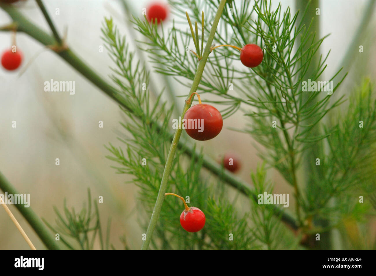 Red berries and leaves of wild asparagus Stock Photo Alamy