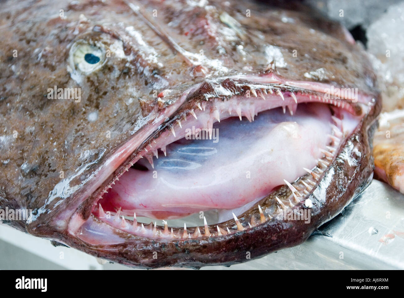 Closeup of Monkfish on fishmongers table Stock Photo