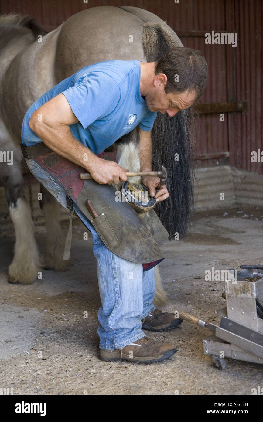 Farrier putting new shoes on a heavy horse Stock Photo