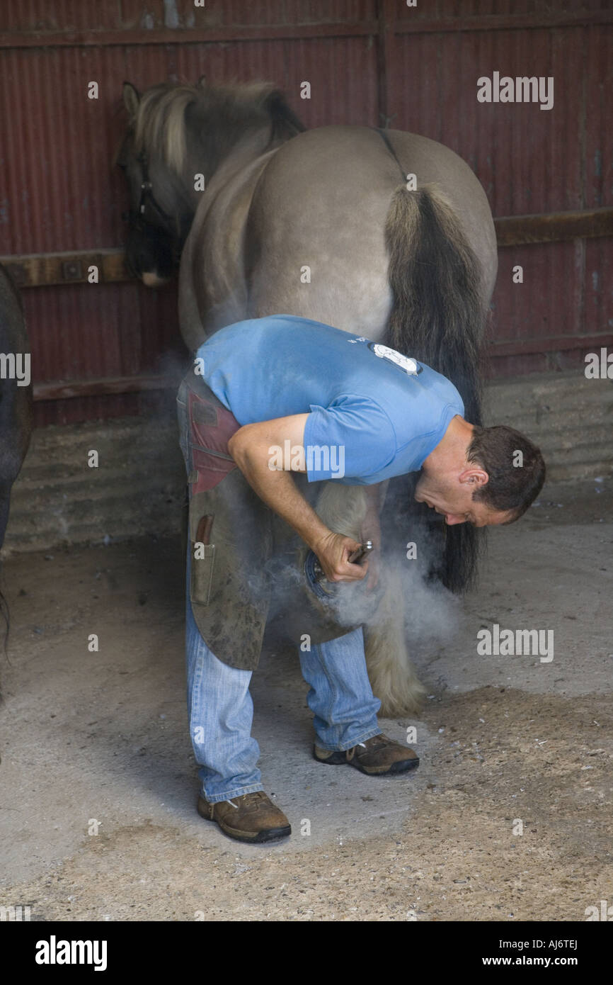 Farrier putting new shoes on a heavy horse Stock Photo