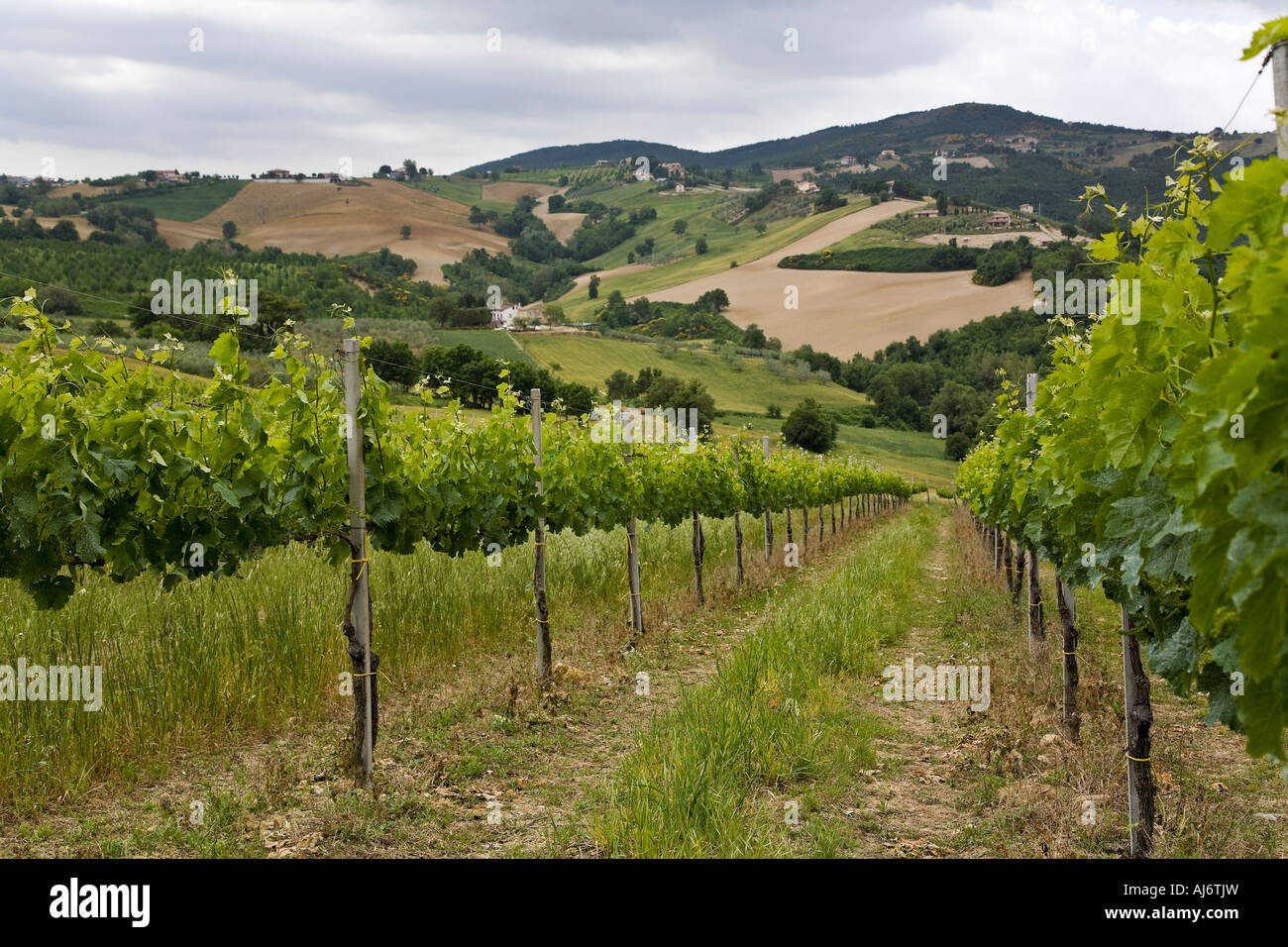 Sagrantino grape hi-res stock photography and images - Alamy