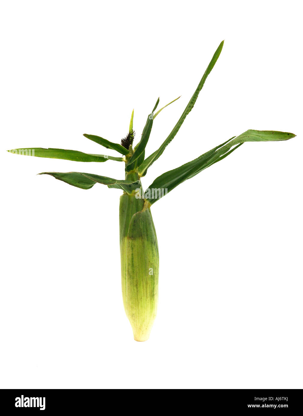 Unpeeled corn on the cob Stock Photo