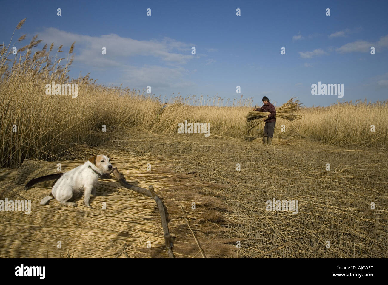 Cutting reeds for thatching on Cley Marshes North Norfolk in Mid Winter ...