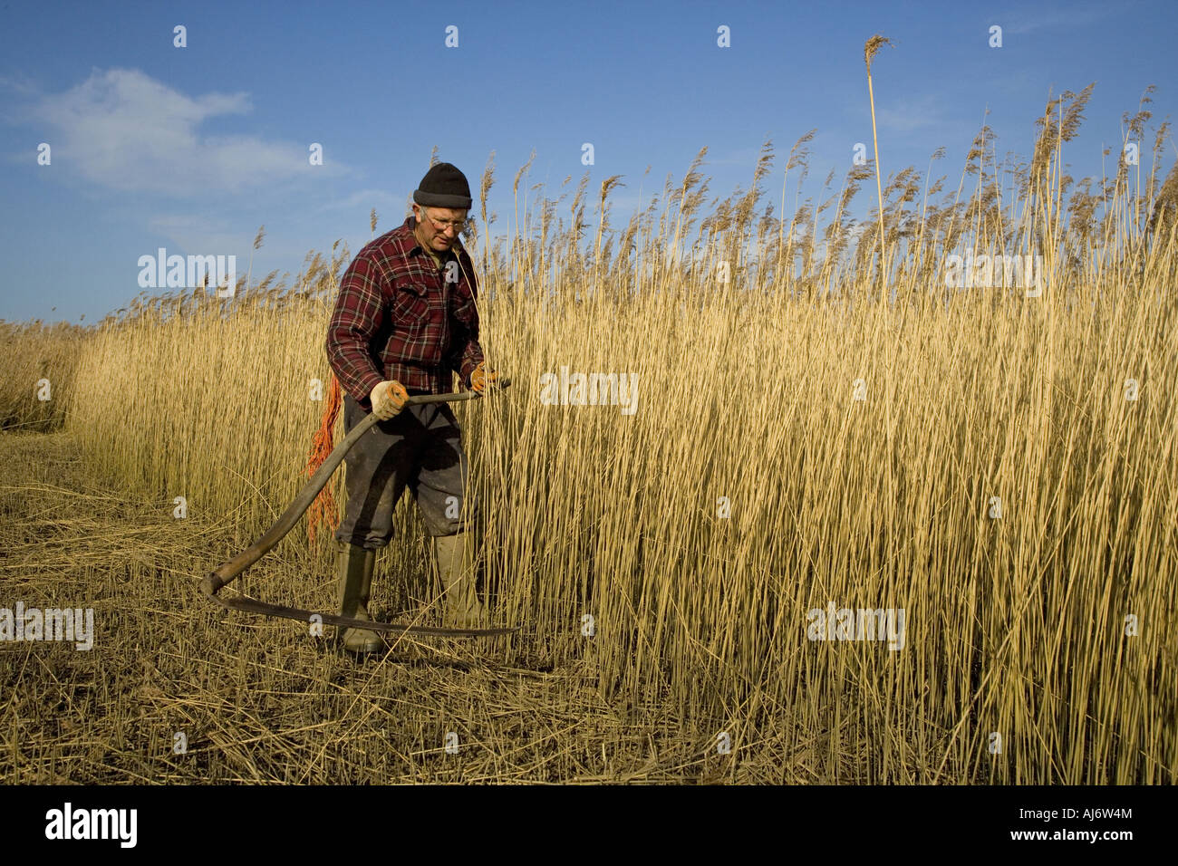 Cutting reeds for thatching on Cley Marshes North Norfolk in Mid Winter ...