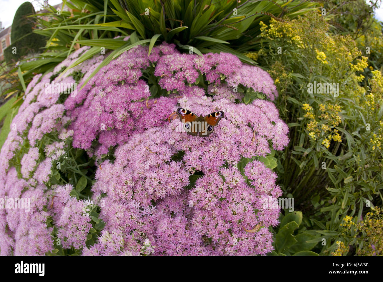 Peacock Butterfly Inachis io feeding on ice plant flowers Stock Photo