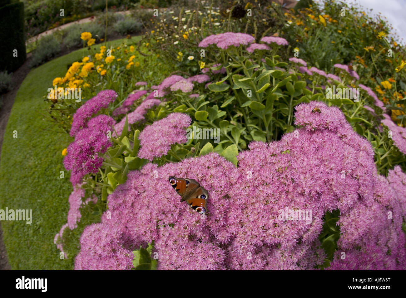 Peacock Butterfly Inachis io feeding on ice plant flowers Stock Photo