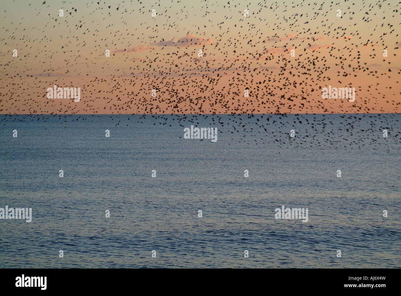 Starling flock over the English Channel on Brighton beach England just before roosting for the night Stock Photo