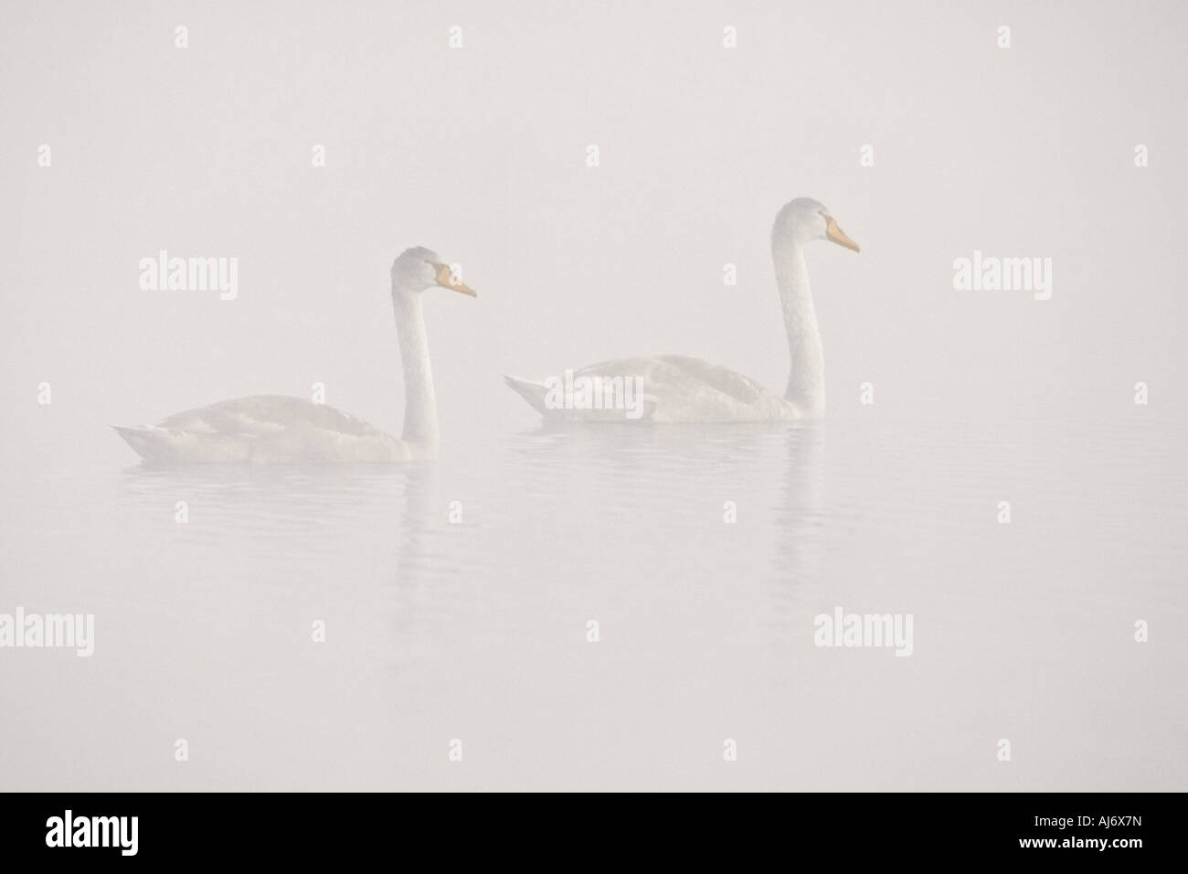Juvenile Mute Swans Cygnus olor on water with reflection on foggy morning at first light paxton pits cambridgeshire Stock Photo