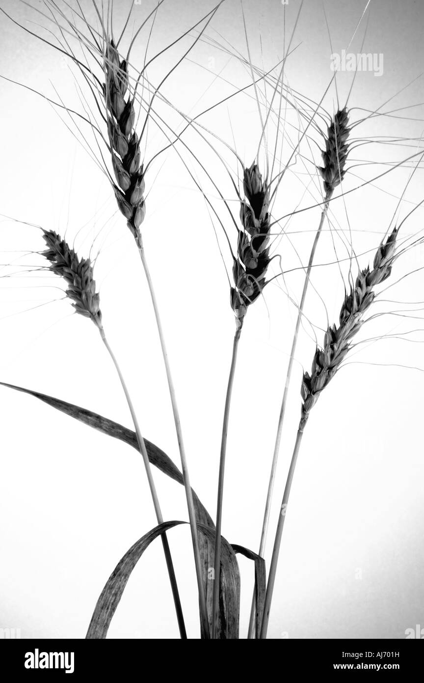 Grains in the sunset. Stock Photo