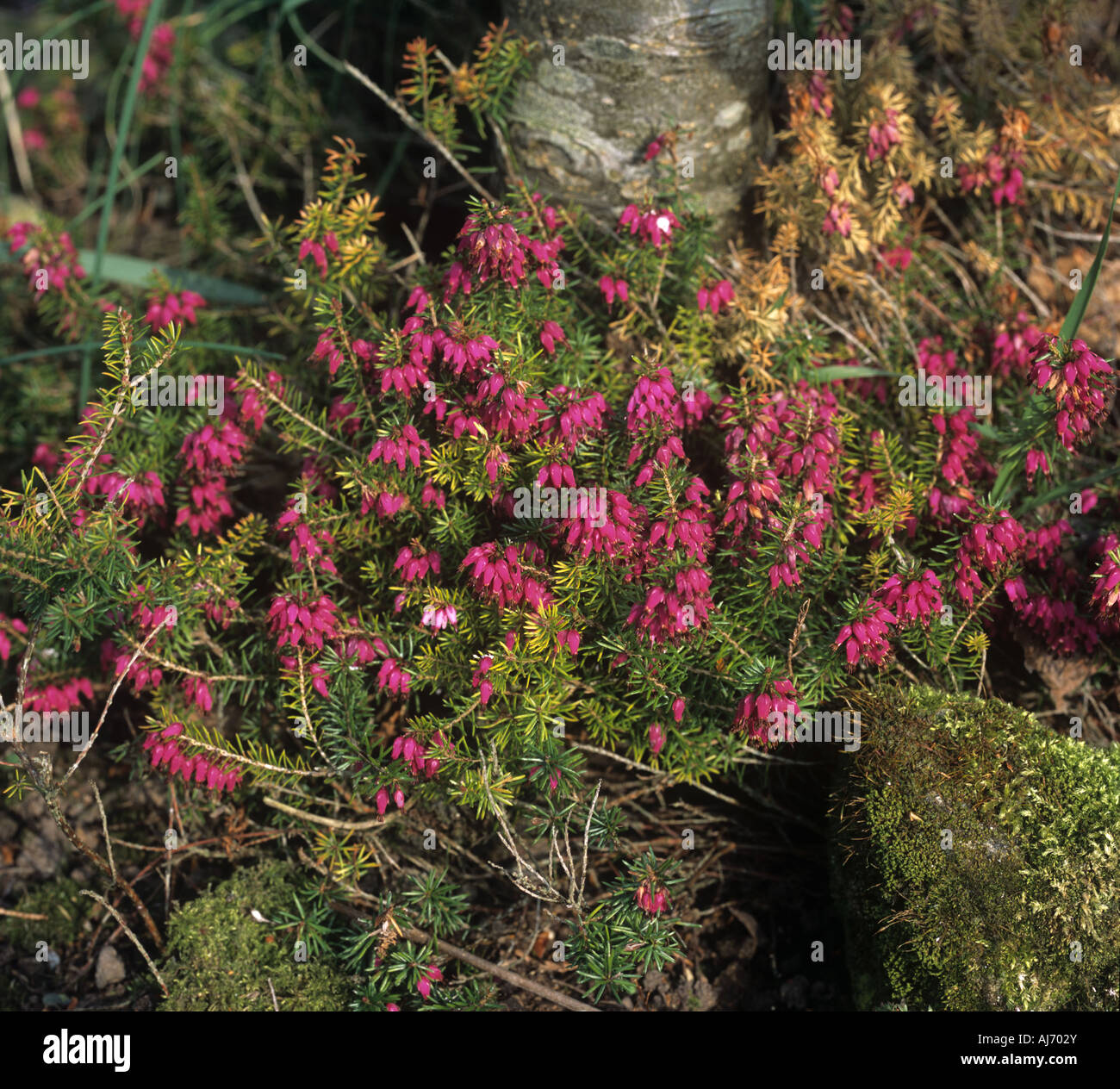 Lime induced iron Fe deficiency in a flowering heather Erica carnea Stock Photo