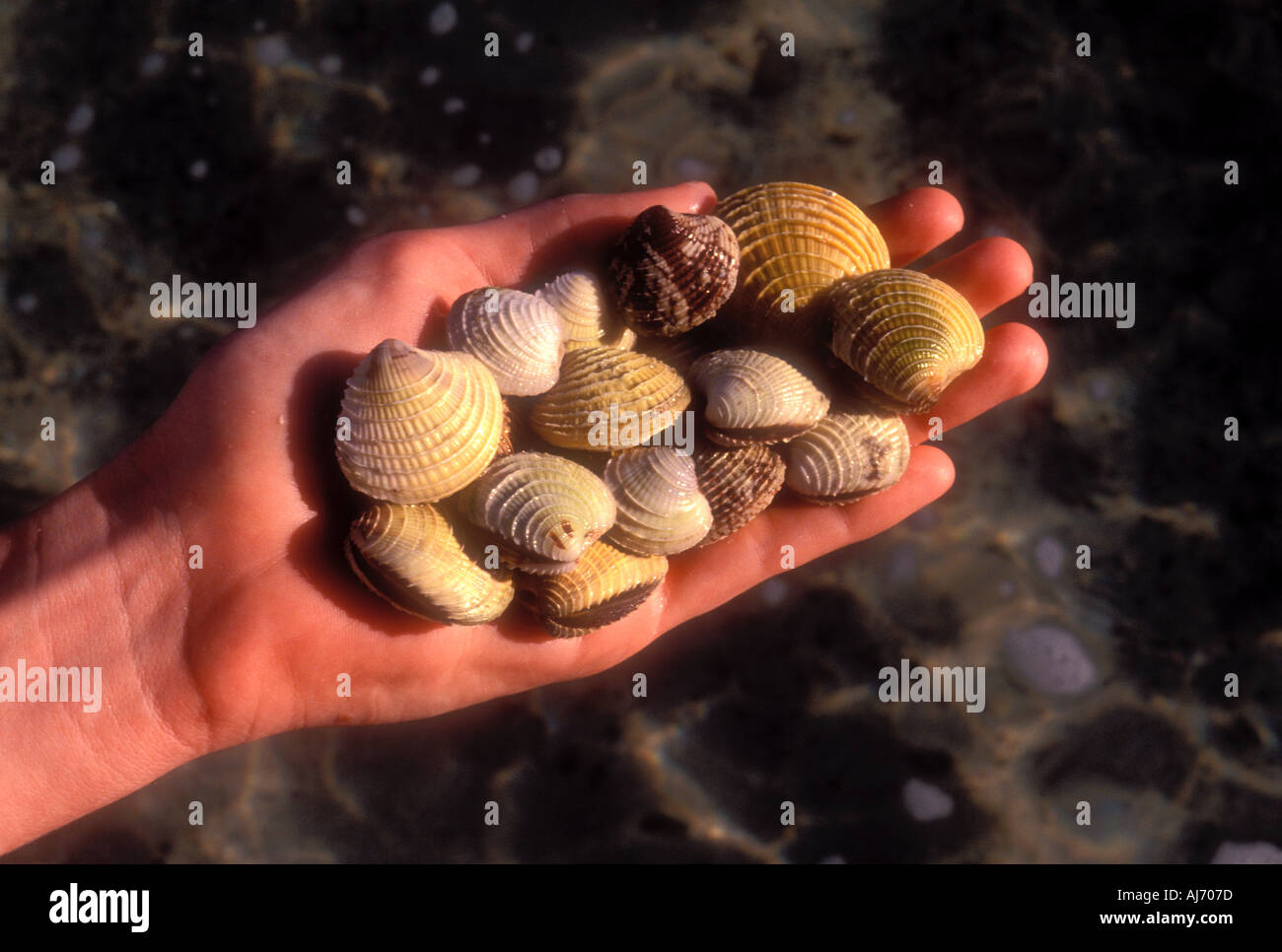 womans hand holding live clams in Baja California Mexico Model Released Image Stock Photo