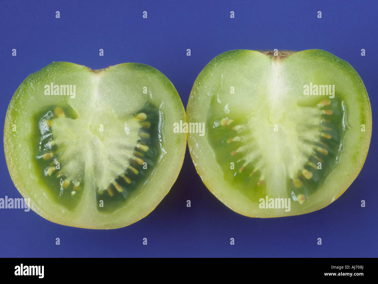 Solanum lycopersicum syn Lycopersicon esculentum 'Green Grape' (Tomato) Close up of greeny