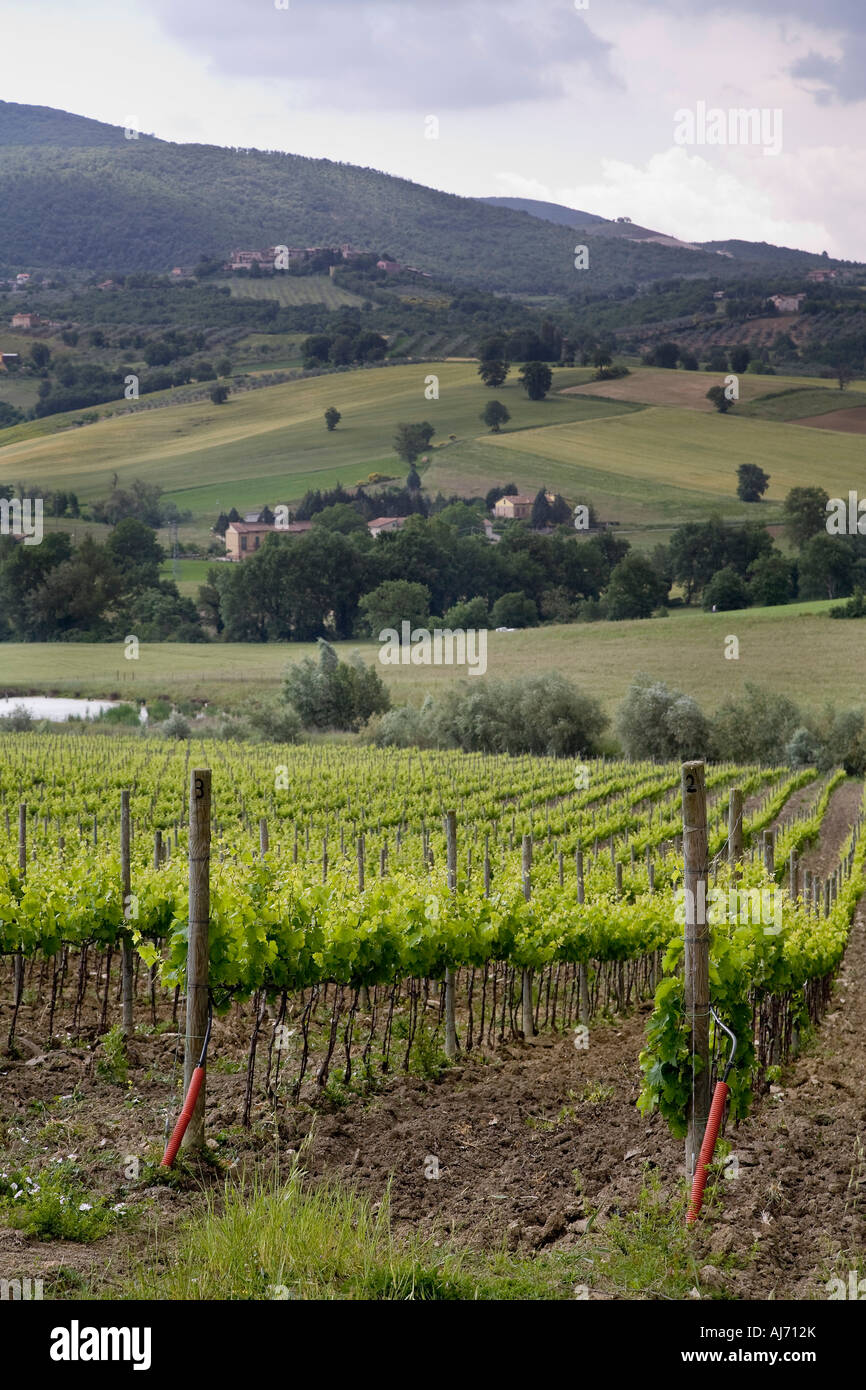 Drip system irrigation used in grape vineyard near town of Bastardo Umbria Italy Stock Photo