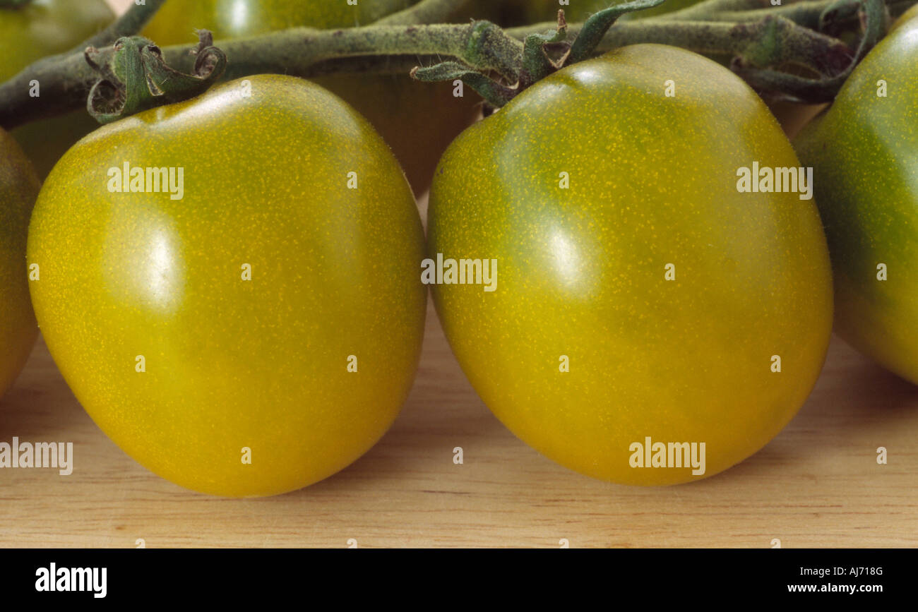 Solanum lycopersicum syn Lycopersicon esculentum 'Green Grape' (Tomato) Close up of two greeny-yellow tomatoes on a picked truss. Stock Photo