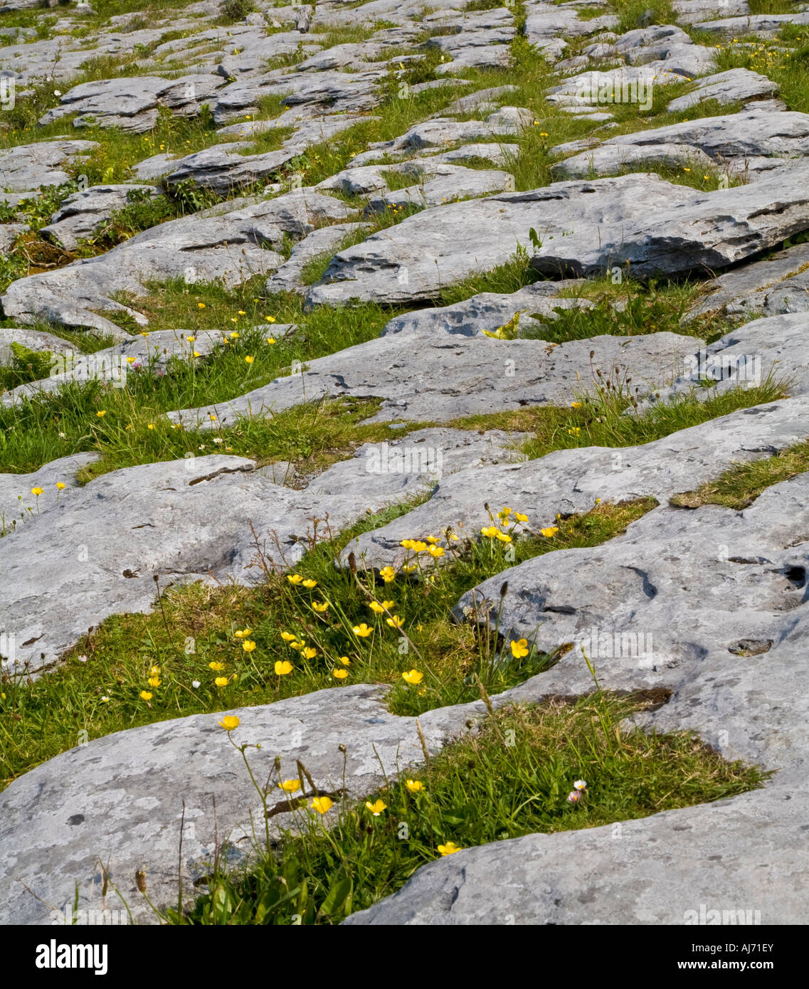 A Hoary rock rose and other plants growing in a cracks in Limestone on the Burren County Clare Ireland Stock Photo