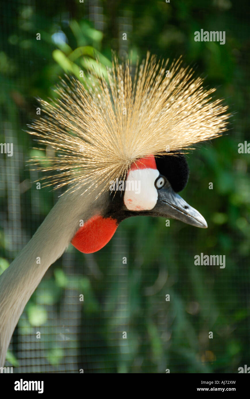 West African Crowned Crane national bird of Nigeria Stock Photo - Alamy