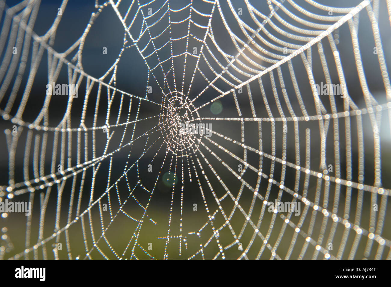 Spider 's web Stock Photo