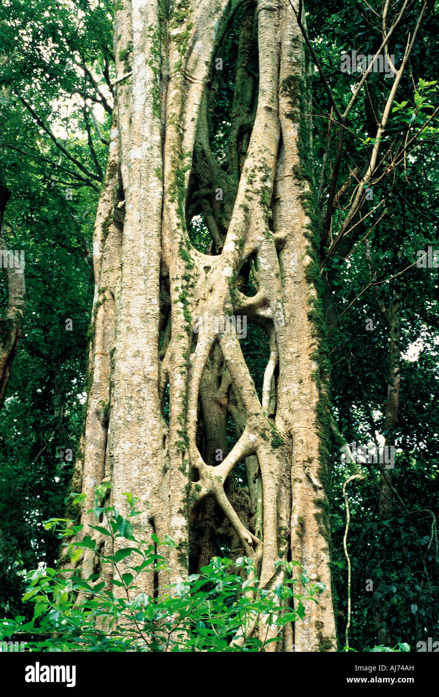 A Strangler Fig tree in the Chirinda Forest Mountain Sellinda Zimbabwe Stock Photo