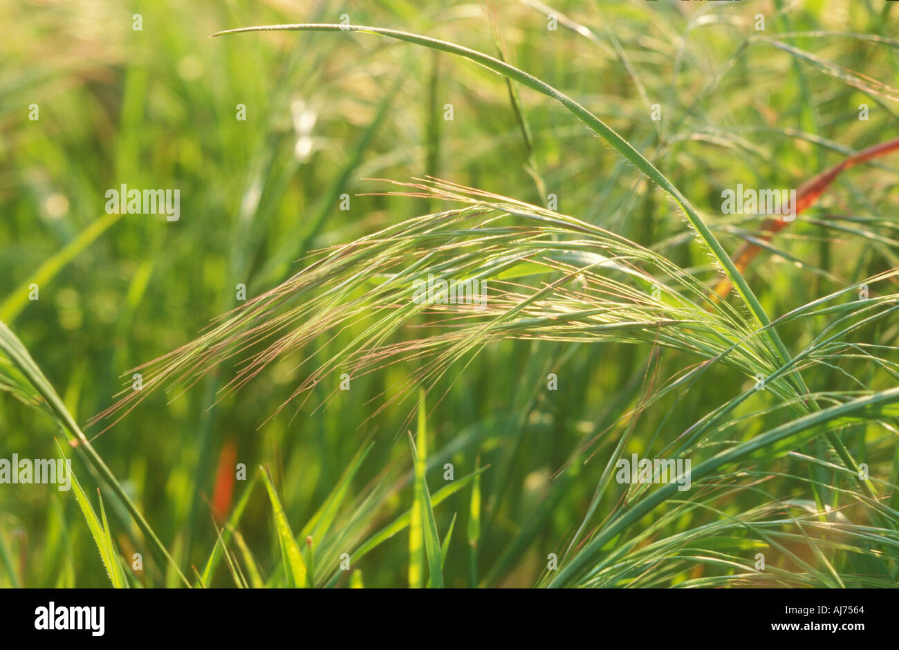 Barren or Sterile Brome Grass seedhead Stock Photo