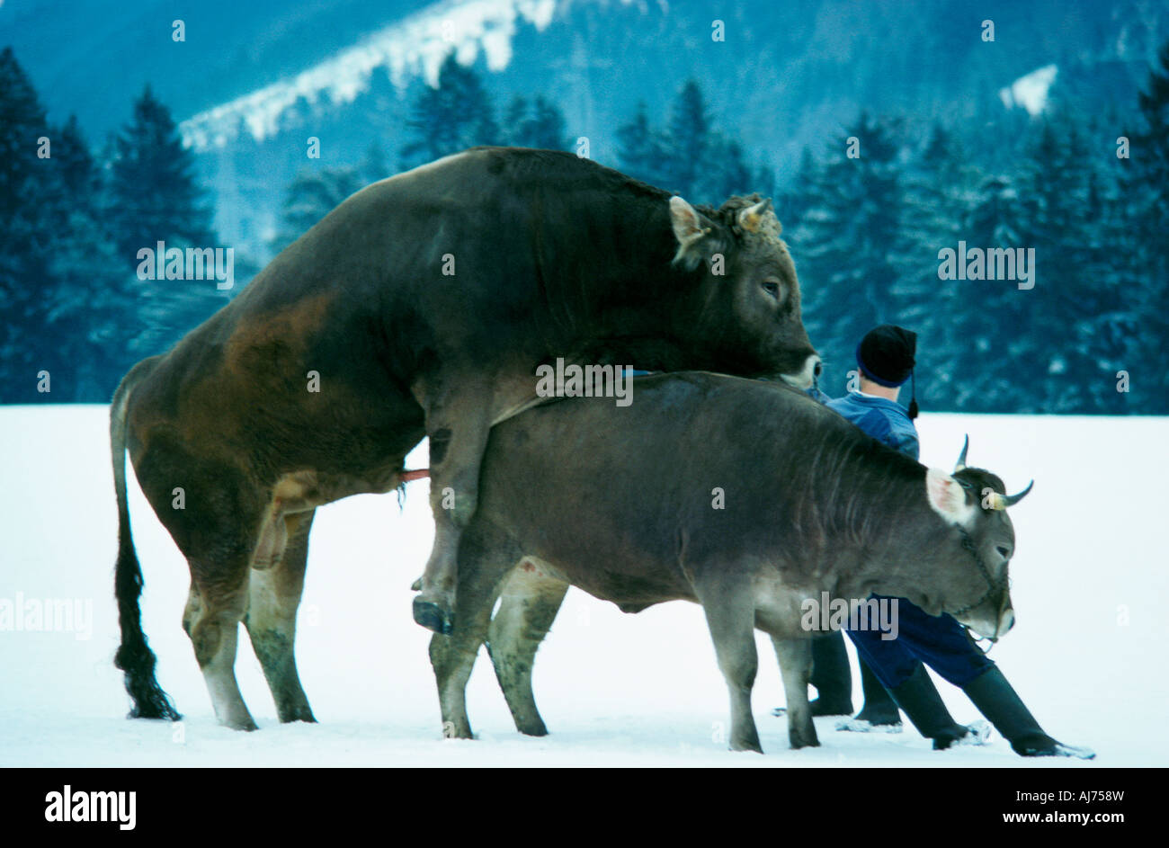 boeuf et vache accouplement hiver alpes autriche Stock Photo