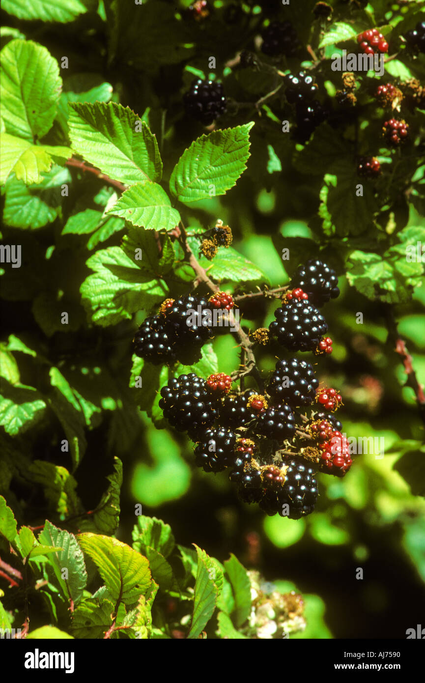 Black Raspberry Brambles Blackberry bramble rubus fruticosus twig hi-res stock photography and ...
