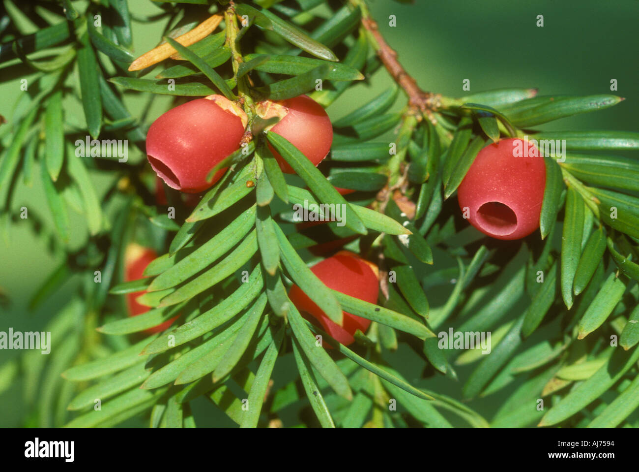Yew Berries Stock Photo