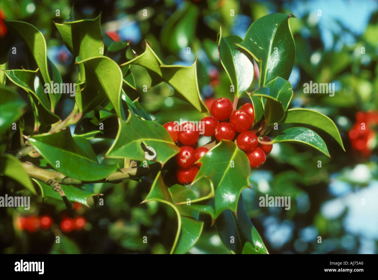 Holly hedge garden uk hires stock photography and images Alamy