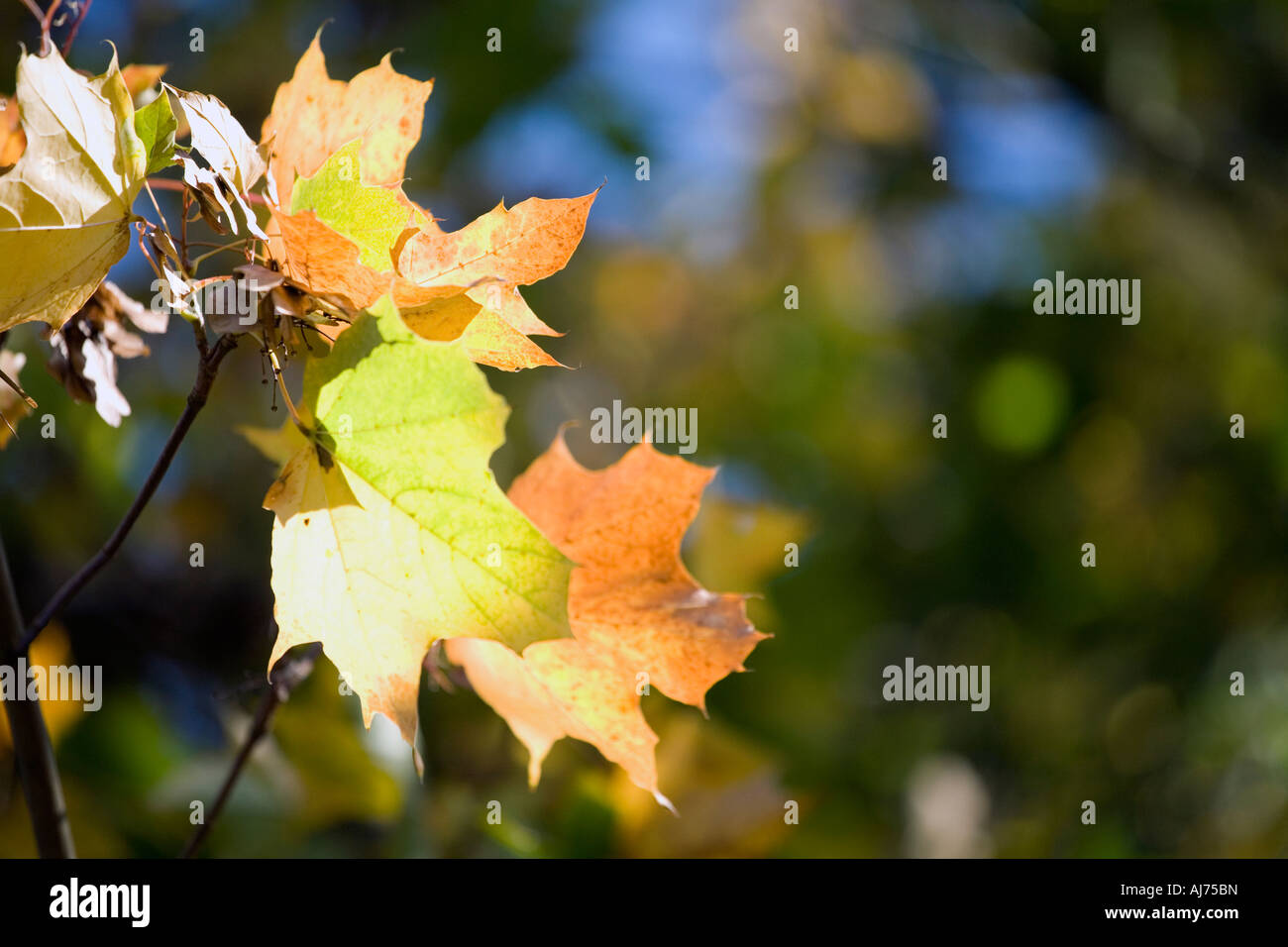Shedding of autumn leaves hi-res stock photography and images - Alamy