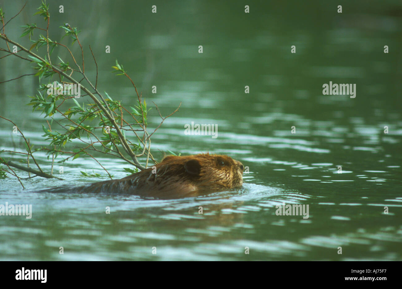 An American Beaver towing a willow branch across the water to its dam Stock Photo Alamy