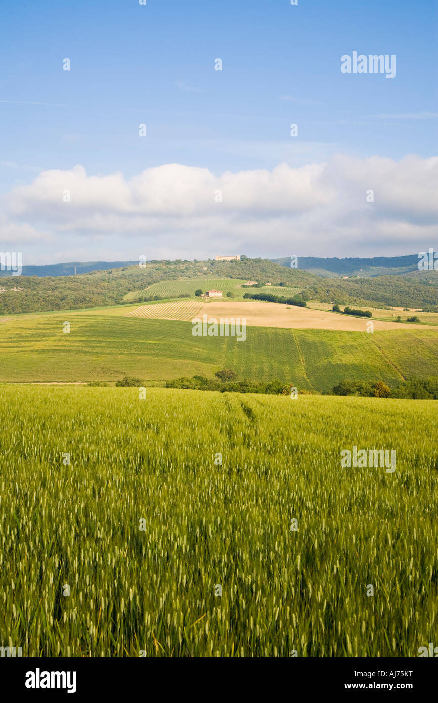 Wheat fields near Cormignano Comune di Marsciano Umbria Italy Stock Photo