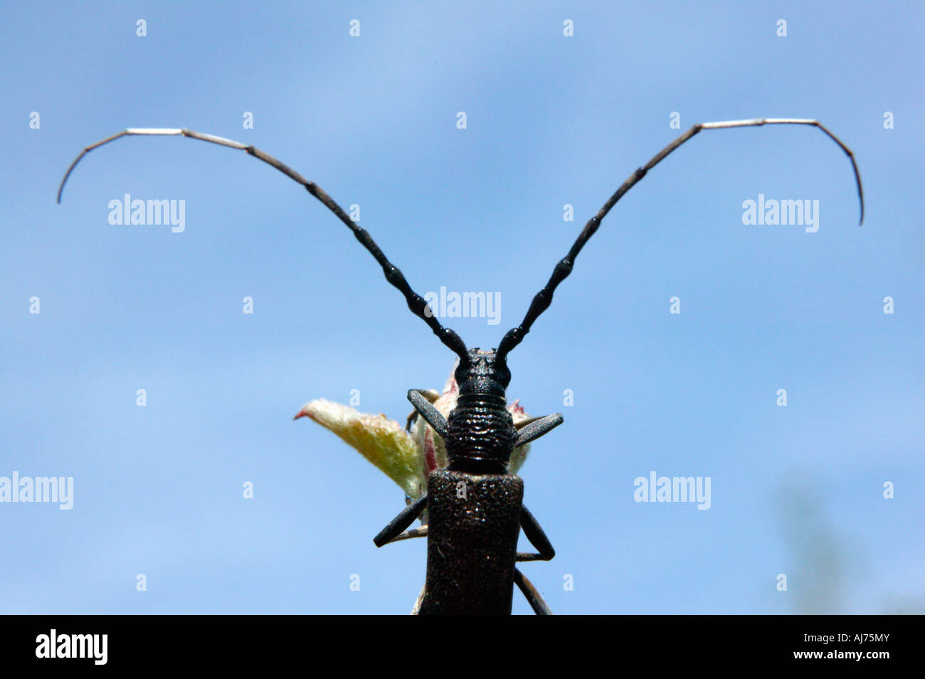 Le coléoptère longicorne longicorn Morimus asper Stock Photo