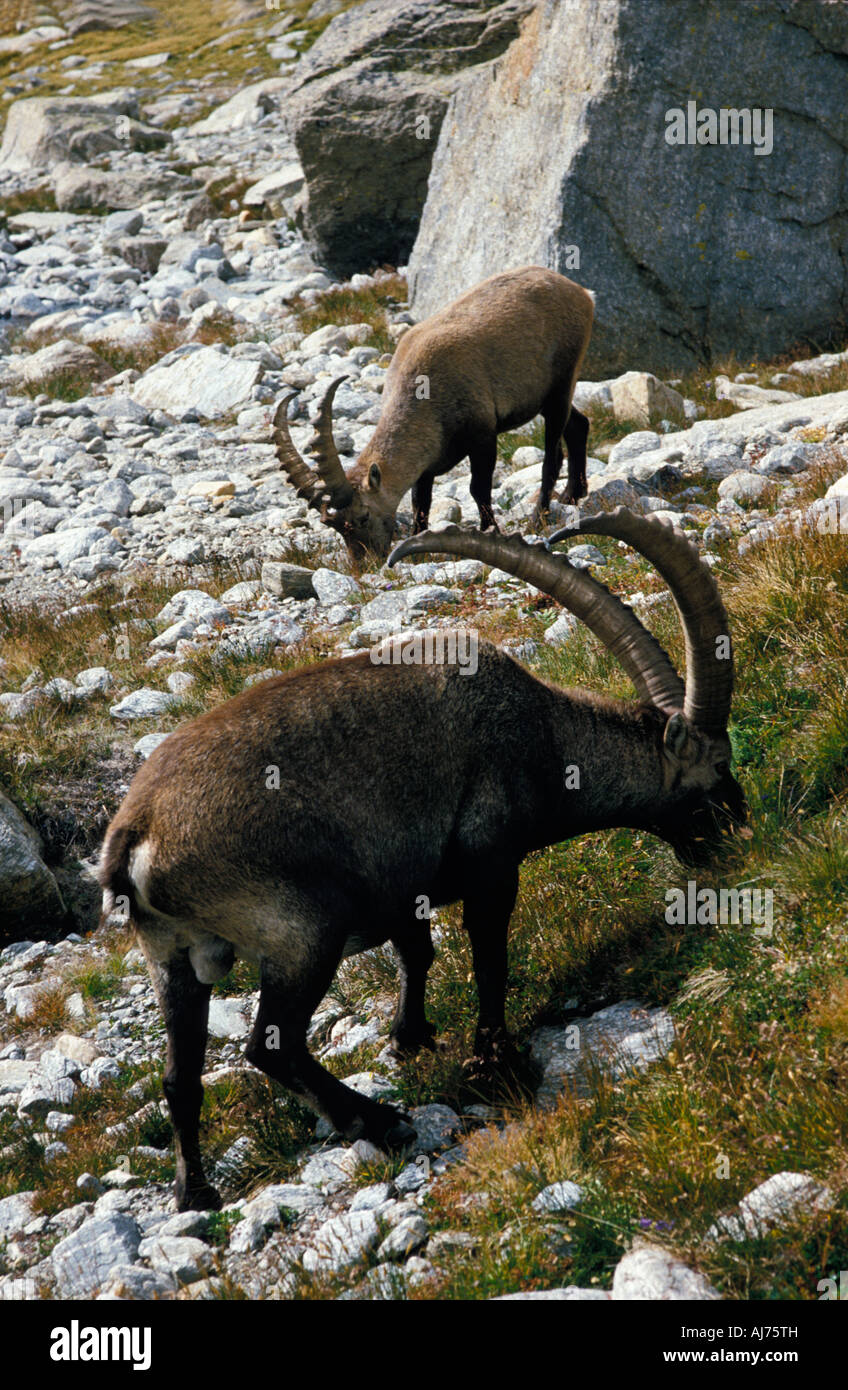 Alpine Ibex Capra ibex france Alpen Alps Stock Photo