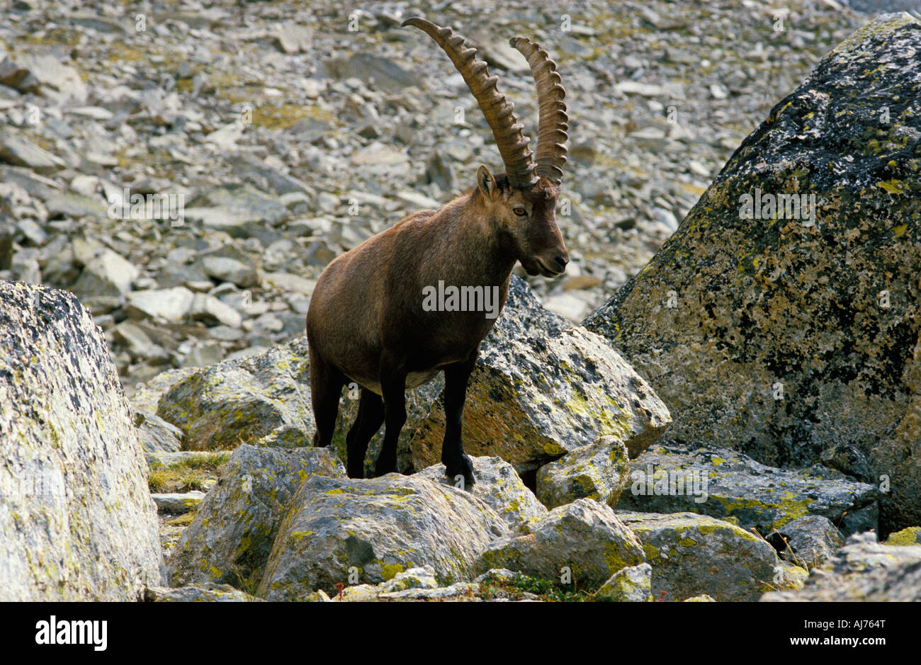 Alpine Ibex Capra ibex france Alpen Alps Stock Photo