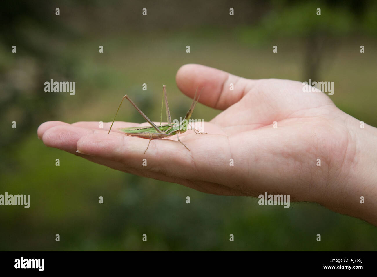 Stick Insect Phasmatidae Phasmida, Sicily Stock Photo