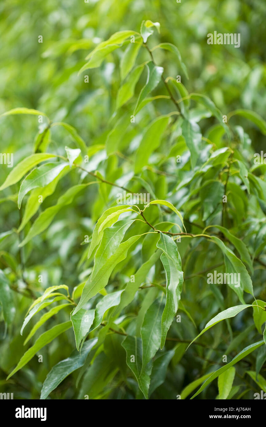 Chinese Evergreen Oak Stock Photo