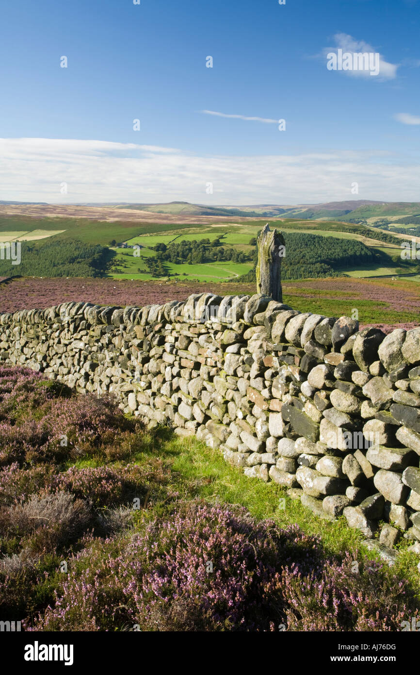 Blooming Heather, Eyam Moor, Peak District, Uk Stock Photo - Alamy