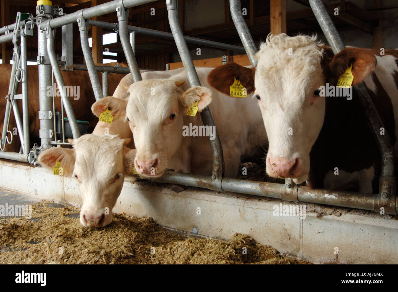 Cows feeding Stock Photo Alamy