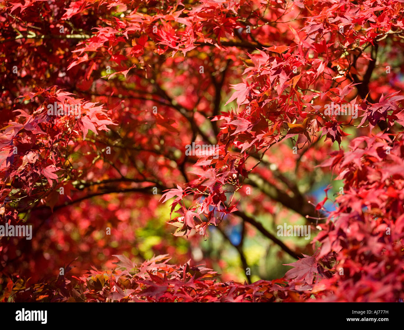 Acer Palmatum Atropurpureum Japanese Maple Hi-res Stock Photography And 